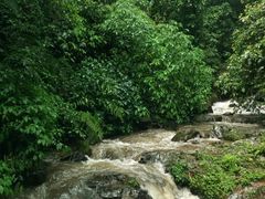-莫里热带雨林景区