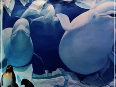 -芜湖新华联大白鲸海洋公园