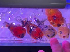 -中环花鸟鱼虫市场