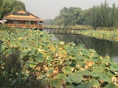 -白洋淀景区