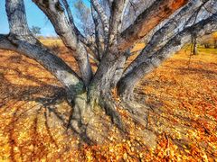 -塞罕坝国家级自然保护区