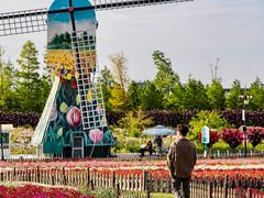 -荷兰花海