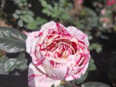 -人民公园(罗湖区)