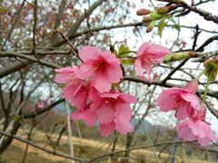 -天适樱花悠乐园