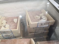 -田记自助海鲜饺子
