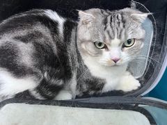 -乖乖宠物医院·猫科·急重症中心(车站北路分院)