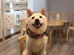 -柴迷FANS CLUB·柴犬狗咖·猫咖