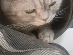 -A猫a狗全科·犬猫异宠·芥西宠物医院(南开总院)