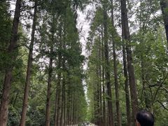 -昆山城市生态森林公园