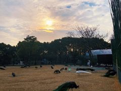 -苏州太湖西山岛开心农场