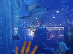 -成都浩海立方海洋公园