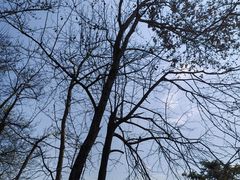 -云碧峰国家森林公园