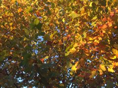 -大兴滨河森林公园