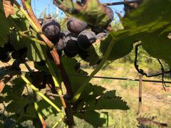 -万源龙顺度假庄园生态观光园