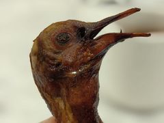 -渔民新村(番禺总店)