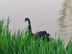 -荷兰花海