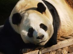 -栾川竹海野生动物园