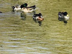 -溱湖国家湿地公园