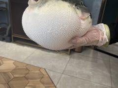 -鲐赏河豚(长寿店)