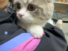 -八公叔叔宠物美容连锁(春申店)