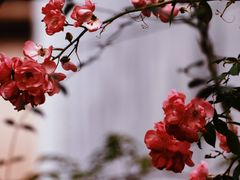 -东梓关景区村庄