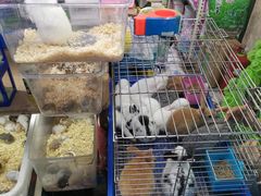 -万商花鸟市场