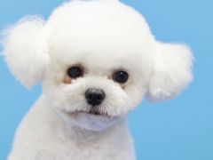 -瑞鹏宠物医院犬猫全科(真大分院)