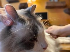 -猫猫幼稚园·撸猫·桌游·电玩