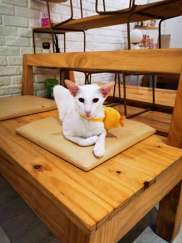 三月猫咖-"猫猫明眸细唇,颜值爆表,亲善友好,尤其是."-大众点评移动版