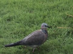 -Terrace 8 八号露台(波特曼丽思卡尔顿店)