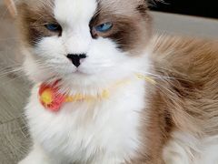 -猫十亿·布偶金渐层·曼基康矮脚猫舍(青年路店)