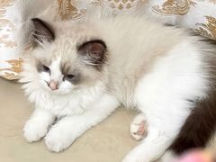 -乐琪宠物医院·犬猫专科·骨外科·急重症