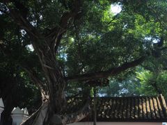 -长洲岛