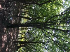 iphone_upload_pic-汉拿树木园