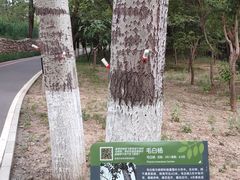 -云岗森林公园