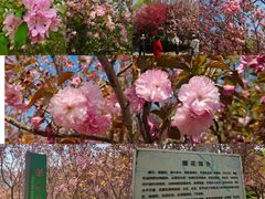 -长白岛森林公园