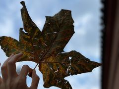 -苏州文庙(姑苏区)