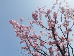 -顾村公园