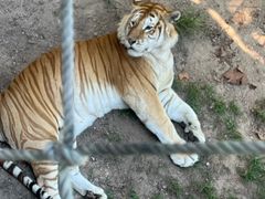 -西霞口神雕山野生动物世界