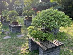 -扬州大运河文化旅游度假区·盆景园