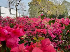 -观澜湖生态运动公社