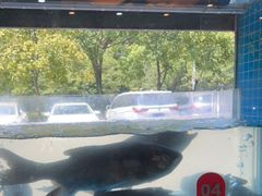 水产区-浔味·山屿湖·正宗淳牌全鱼宴老字号