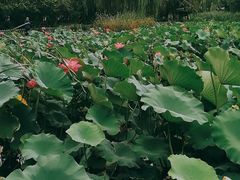 -丰台科技园生态主题公园