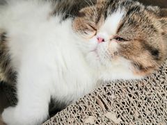 -瞄一喵猫咖(格力海岸店)