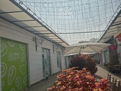 -油梨树AVOCADO TREE(顺义新国展店)