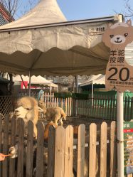 点击看大图 -萌宠亲子动物乐园(槐房万达店)