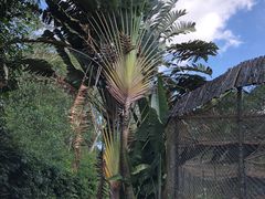 -海南热带野生动植物园