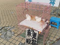 -清平路水族市场
