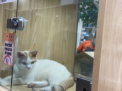 -屋虎猫馆(宝安大仟里店)