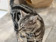 -楼上猫咖(罗湖店)